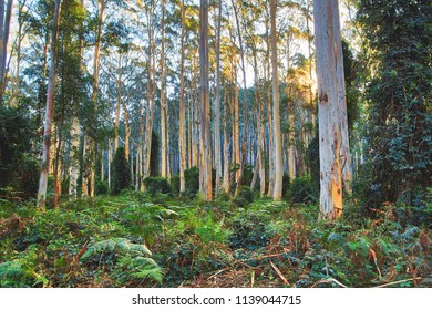 Couridjah Corridor Walk In Nattai National Park With These Young Majestic Blue Gum Forest.