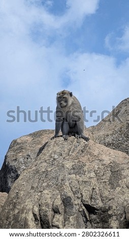 Courious Monkey on the clift