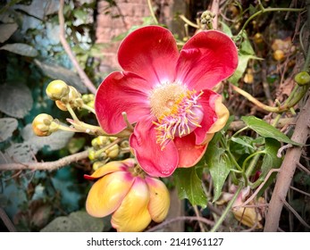 Couroupita guianensis, known by a variety of common names including cannonball tree, is a deciduous tree in the flowering plant family Lecythidaceae