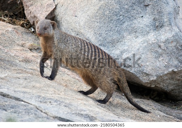 The\
course hairs and distinctive marking of the Banded Mongoose makes\
for good camouflage when they are foraging for food in thick cover.\
They are diurnal in habit and always alert to\
danger.