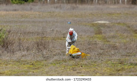 Coursing. Dog Greyhound Pursues Bait In The Field.