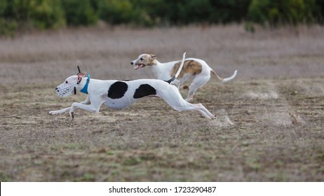 Coursing. Dog Greyhound Pursues Bait In The Field.