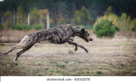 irish wolfhound running