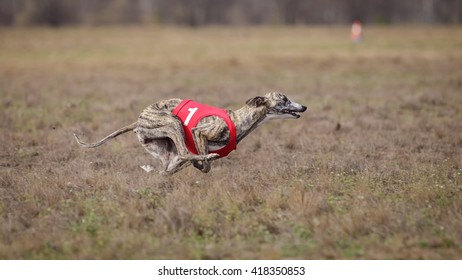 1000 English Greyhound Stock Images Photos Vectors