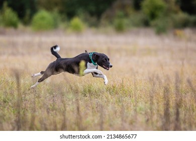 Coursing Training. Basenji Dog Chasing Bait In A Field