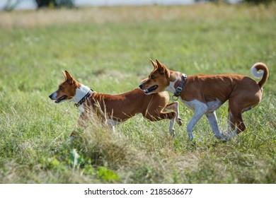 Coursing Training. Basenji Dog Chasing Bait In A Field