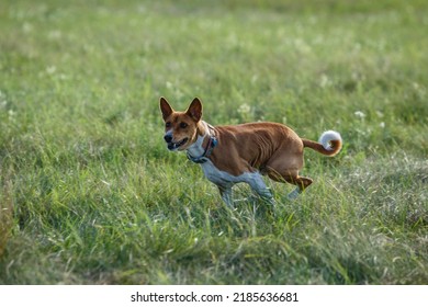 Coursing Training. Basenji Dog Chasing Bait In A Field