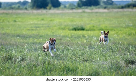 Coursing Training. Basenji Dog Chasing Bait In A Field