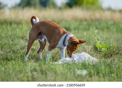 Coursing Training. Basenji Dog Chasing Bait In A Field