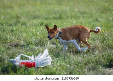 Coursing Training. Basenji Dog Chasing Bait In A Field