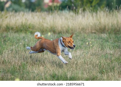 Coursing Training. Basenji Dog Chasing Bait In A Field