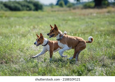 Coursing Training. Basenji Dog Chasing Bait In A Field