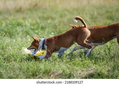 Coursing Training. Basenji Dog Chasing Bait In A Field