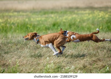 Coursing Training. Basenji Dog Chasing Bait In A Field