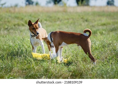 Coursing Training. Basenji Dog Chasing Bait In A Field