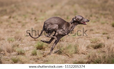 Similar – hunt Dog Hunting Hound