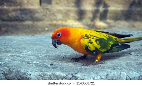 The Court Parrot, Colorful Parrot, Beautiful Parrots, Psittaciformes.