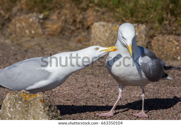 Courting couple. Social behavior in animals.\
Seagull birds\
interacting.