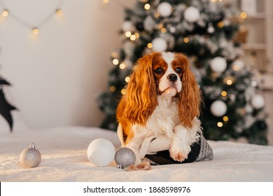 Covaler king charles spaniel lies on the bed next to the Christmas balls, in the background a Christmas tree, beautiful bokeh, warm festive interior - Shutterstock ID 1868598976