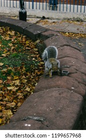 Coventry Cathedral Squirrels
