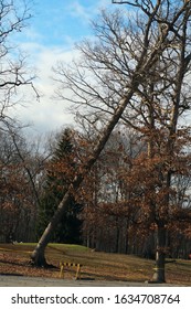 Coventry Township, Ohio / USA - 1/15/2020: Falling Tree Being Help Up By Another At Old State Park In Portage Lakes With Caution Tape And Temporary Wood Barricade As The Only Protection.