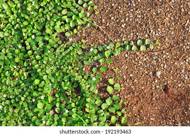 Cover Crop