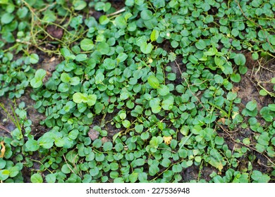 Cover Crop