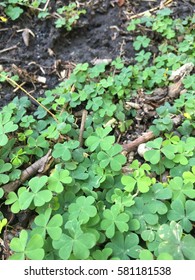 Cover Crop