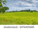 Cover crop in a field in the UK Countryside in North Norfolk