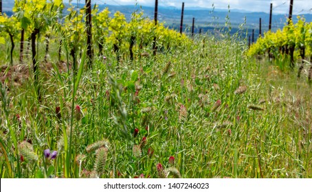 A cover crop of oats, clover and vetch flourishes between rows of grapevines in spring in this Oregon vineyard.