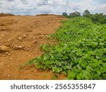 Cover crops are considered very important to support soil fertility, it can be seen in the picture that slowly cover crops began to cover the arid soil.
Sanggau Regency, Indonesia.