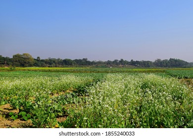 Cover Crops Oil Radish Flowering In White On A Field Autumn