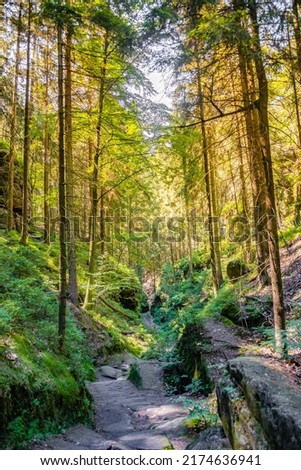 Cover page with magical fairytale forest at the hiking trail called Malerweg in the national park Saxon Switzerland near Dresden and Czechish border, Saxony, Germany