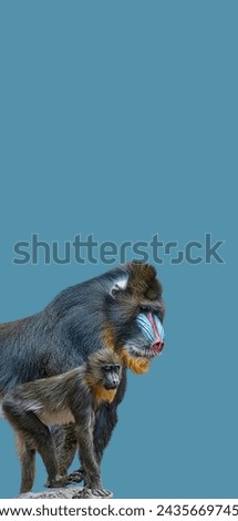 Cover page with portrait of a mature alpha male of colorful African mandrill and a young offspring at solid blue background with copy space. Concept animal diversity, care and wildlife conservation