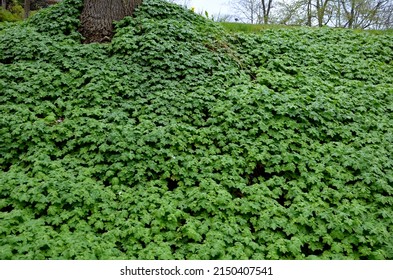 Cover Perennials In The Old Garden Cover The Surface Of The Slope Against Erosion. Green Deciduous Forest Under The Trees In The Shade. Metal Lattice Fencing With Oblique Filling Arrangement. 