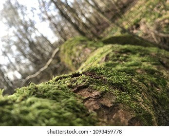 Covered in moss