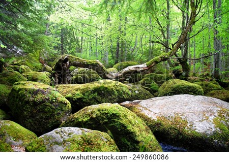Covered with moss rocks and tree at fairytale-like magical forest.