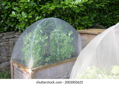 Covered raised bed in a garden. Sugar snap pees grow under a net. The net protects the plants against snails and insects.