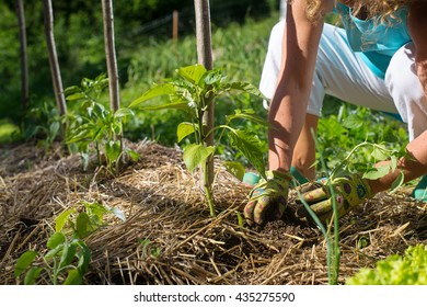 Covering young capsicum plants with straw mulch to protect from drying out quickly ant to control weed in the garden. Using mulch for weed control, water retention.