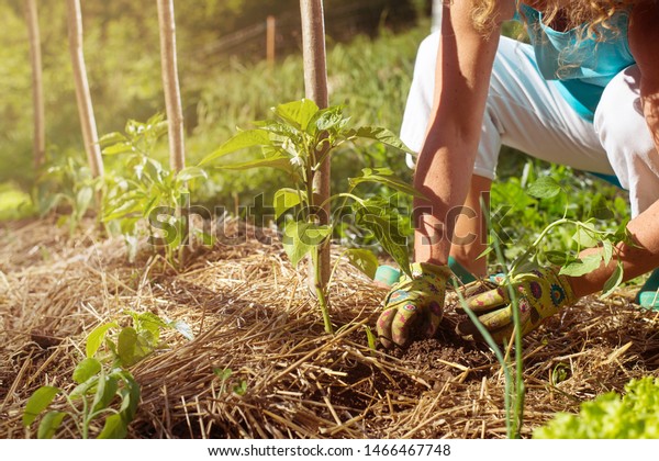 Covering young capsicum plants with straw mulch
to protect from drying out quickly ant to control weed in the
garden. Using mulch for weed control, water retention, to keep
roots warm in the
winter.