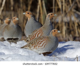 a covey of Hungarian Partridge in agricultural farm habitat in northern Washington, near the Canada border, in winter snow; Pacific Northwest wildlife / bird / animal / nature - Shutterstock ID 109777832