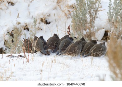 Covey of quail huddled together in a snowy area with winter shrubs - Shutterstock ID 1849440898