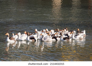 A covey of wild duck is in the river. White ducks swimming in the pond together - Shutterstock ID 2114432315
