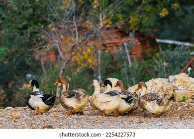 A covey of wild duck is  walking in village. White ducks  going  together - Shutterstock ID 2254227573