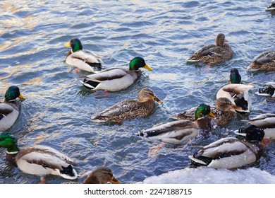 Covey of wild ducks swim in a freezing pond among ice floes, selective focus. winter day on river, snowy, sunny. Flock of beautiful ducks in cold water. Animalistic genre. Seasonality, ecology concept - Shutterstock ID 2247188715