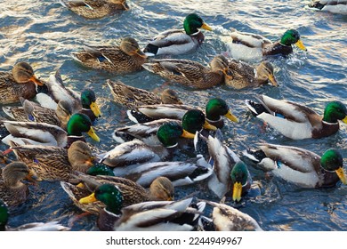 Covey of wild ducks swim in river at sunset, selective focus, gloomy frosty evening, search for food and warming in flock, power of unity. Frosty winter day. Flock of beautiful ducks.Animalistic genre - Shutterstock ID 2244949967