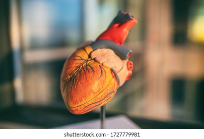 COVID-19 Coronavirus Heart Failure Symptom Medical Heart Model Showing Cardiovascular Risk Of Stroke Blood Clot With Corona Virus Infection.