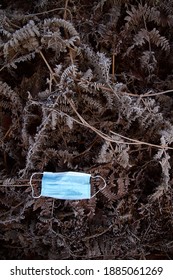 Covid-19 Face Protection -  Discarded As Litter On Ferns On A Forest Floor - PPE Mask Environmental Waste Issue