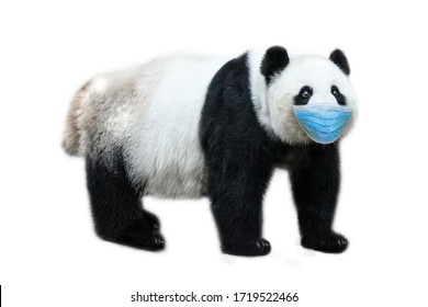 Oso Panda Fondo Blanco Images Stock Photos Vectors Shutterstock