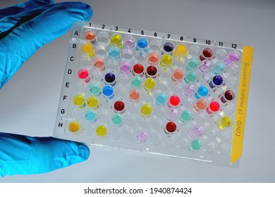 Covid-19 sample plate mutant screening colorful - scientist holding a high throughput 96 well microtiter plate